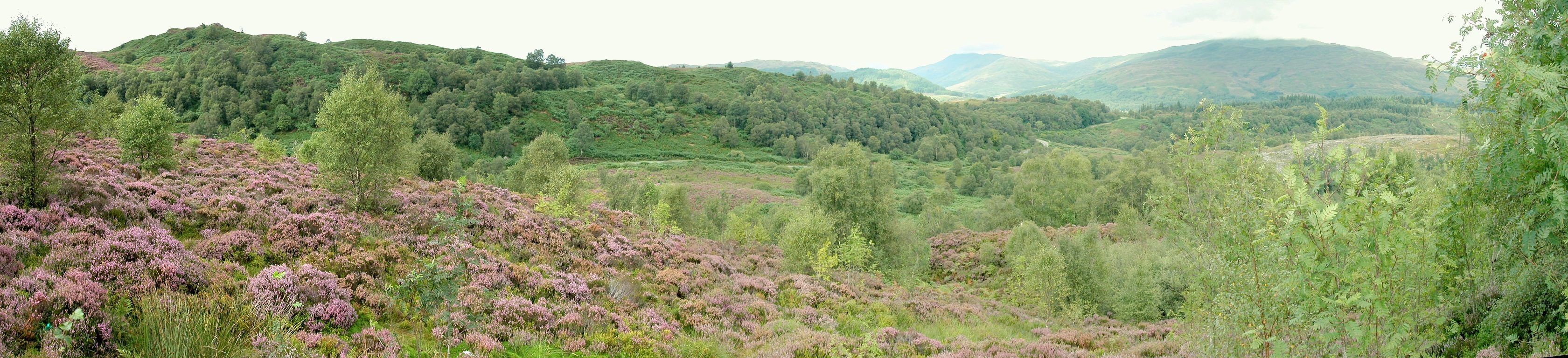 panorama